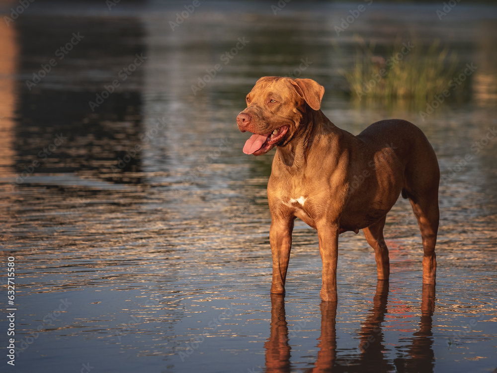 Cute dog swimming in the river on a clear, sunny day. Closeup, outdoors. Day light. Concept of care, education, obedience training and raising pets Cute dog swimming in the river on a clear, sunny day. Closeup, outdoors. Day light. Concept of care, education, obedience training and raising pets