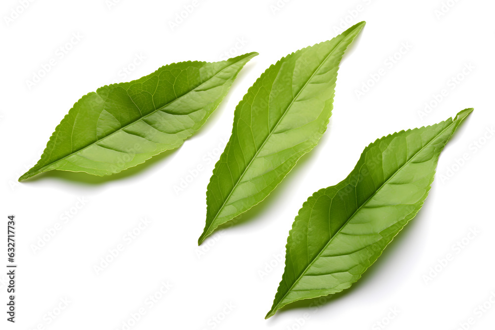Obraz premium Three green leaves of tea plant isolated on white background.