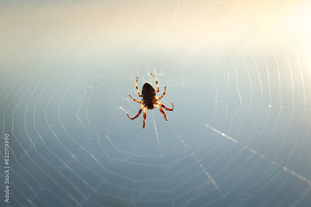 Naklejka premium Spider on a cobweb on the sunset.