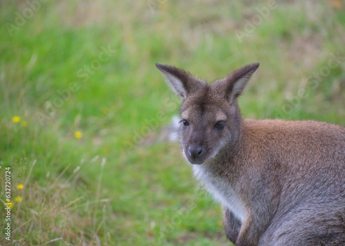 A wallaby (Notamacropus)