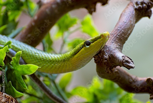 Red-tailed green rat snake (Gonyosoma oxycephalum)