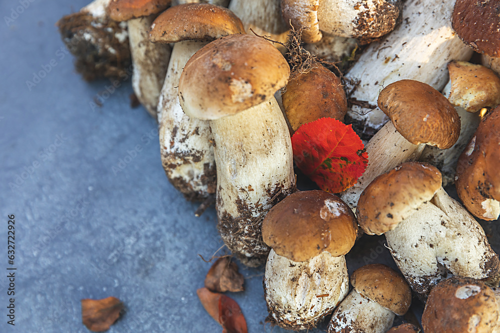 Autumn fall composition. Raw edible mushrooms Penny Bun on dark black stone shale background. Ceps over gray table. Cooking delicious organic mushroom gourmet food. Flat lay top view Autumn fall composition. Raw edible mushrooms Penny Bun on dark black stone shale background. Ceps over gray table. Cooking delicious organic mushroom gourmet food. Flat lay top view