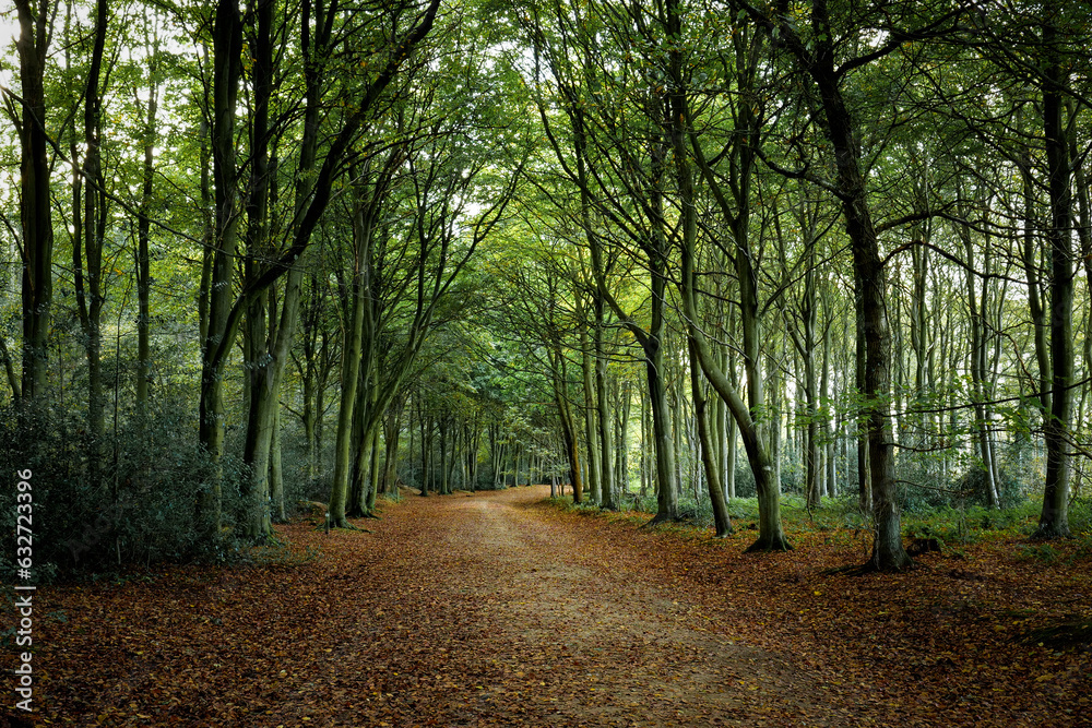 Woodland path in the autumn in England Woodland path in the autumn in England