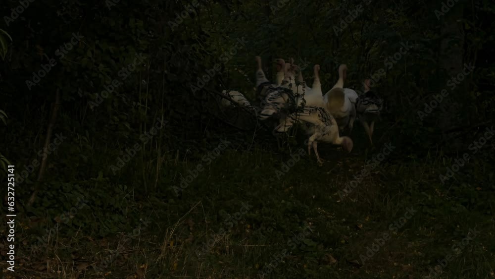 Domesticated turkeys birds graze in the meadow at evening. Large gray-white poultry in the natural environment Domesticated turkeys birds graze in the meadow at evening. Large gray-white poultry in the natural environment