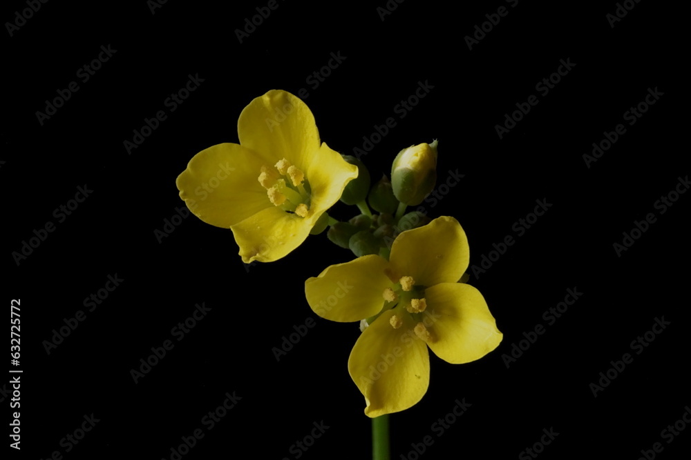 Obraz premium Medicinal herbs - perennial wall-rocket, wild rocket or arugula; Diplotaxis tenuifoli