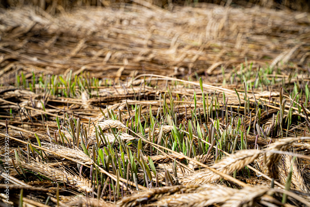 Missernte wegen Dauerregen - bei Getreide wie Triticale beginnen die Körner in den Ähren zu keimen. Missernte wegen Dauerregen - bei Getreide wie Triticale beginnen die Körner in den Ähren zu keimen.