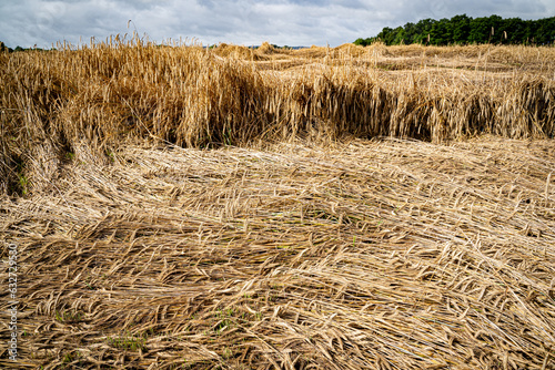 Missernte wegen Dauerregen - bei Getreide wie Triticale beginnen die Körner in den Ähren zu keimen. photo