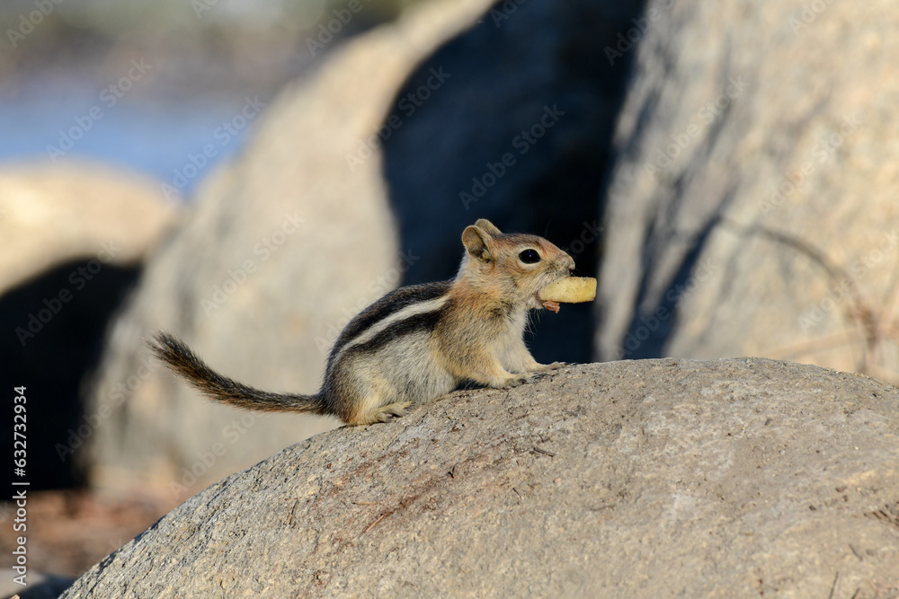 Chipmunk at Ed Z'berg Sugar Pine Point State Park, California Chipmunk at Ed Z'berg Sugar Pine Point State Park, California