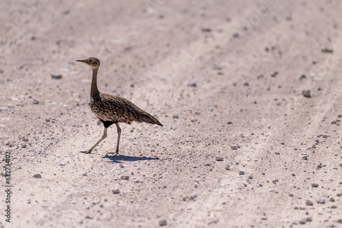 Telephoto shot of a red-crested bustard - Lophotis ruficrista- walking on the plains of Etosha National Park, Namibia. photo