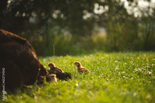 Baby chickens with their mother hen on a small farm in Ontario, Canada. © Erika Norris