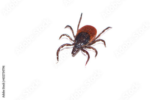 Closeup picture of the medically important castor bean tick Ixodes ricinus, a common European arachnid photographed on white background.  photo
