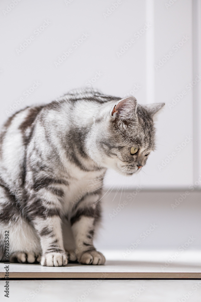 Cute gray british shorthair cat with big yellow eyes sits