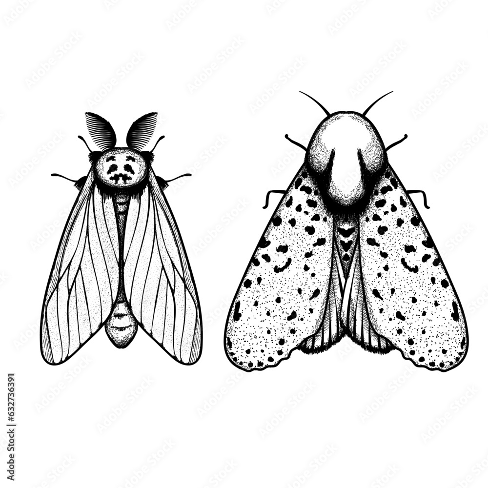 Vector moth, mystic symbol and signs. Witchcraft, occult, alchemical ...