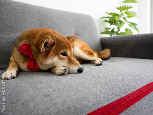 Lonely Akita friendly dog listless lay on sofa relax and rest in living room comfort zone waiting owner come back and playing together at the condo
