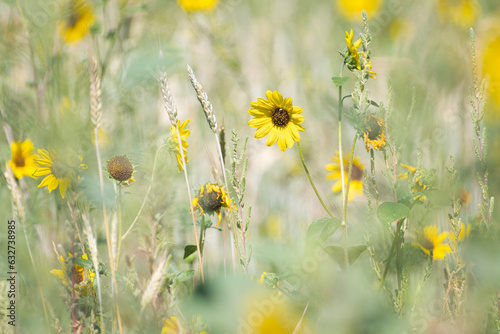 Wild sunflowers growing in the mountains of Montana.