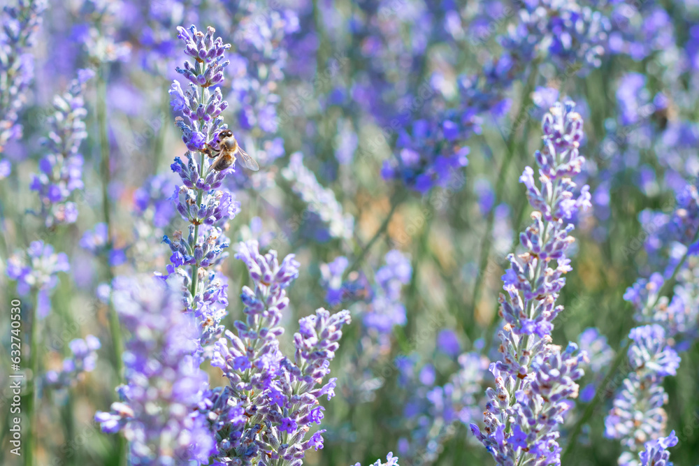 Fototapeta premium close shot of flowers of lavender field in region with a bee on it