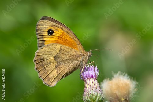Satyridae / Çayır Esmeri / Meadow brown / Maniola jurtina © Yasin