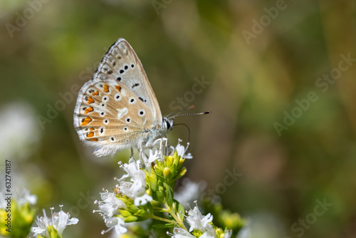 Lycaenidae / Çokgözlü Anadolu Çillisi / Anatolian Chalk-hill Blue / Polyommatus ossmar © Yasin
