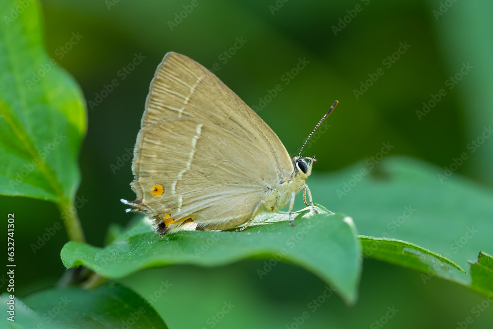 Lycaenidae / Mor Meşe / Purple Hairstreak / Quercusia quercus
Lycaenidae / Mor Meşe / Purple Hairstreak / Quercusia quercus