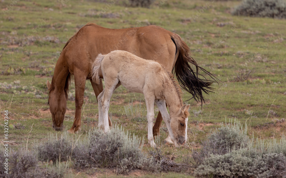 Obraz premium Wild Horse Mare and Her Foal in the Pryor Mountains Montana in Summer