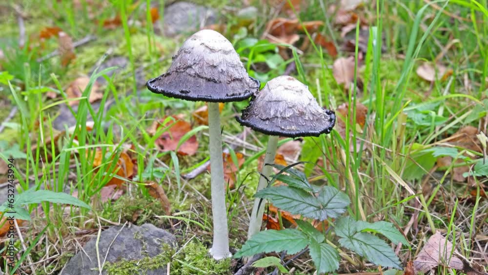 Video with toadstools. Poison mushrooms in forest close-up Video with toadstools. Poison mushrooms in forest close-up