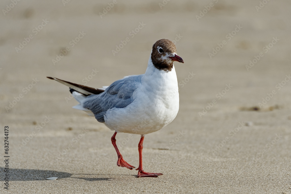 Mouettes Mouettes