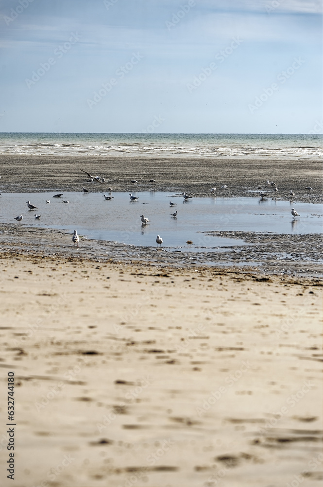 Mouettes Mouettes