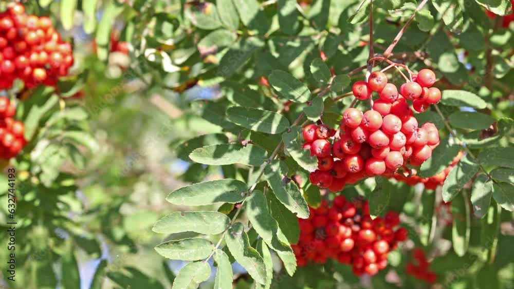 video with rowanberries between green leaves video with rowanberries between green leaves