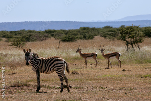 zebras and antelopes in lakipia 