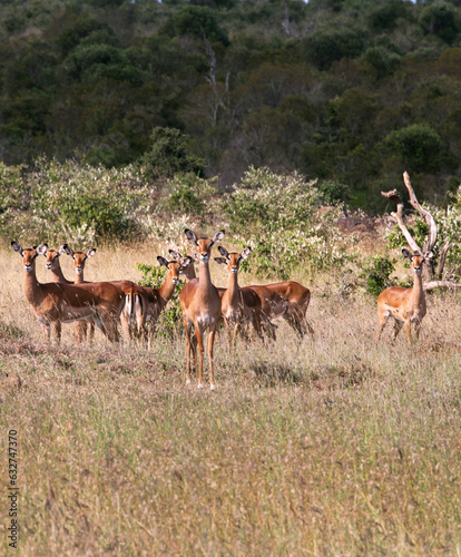 group of antelopes in lakipia