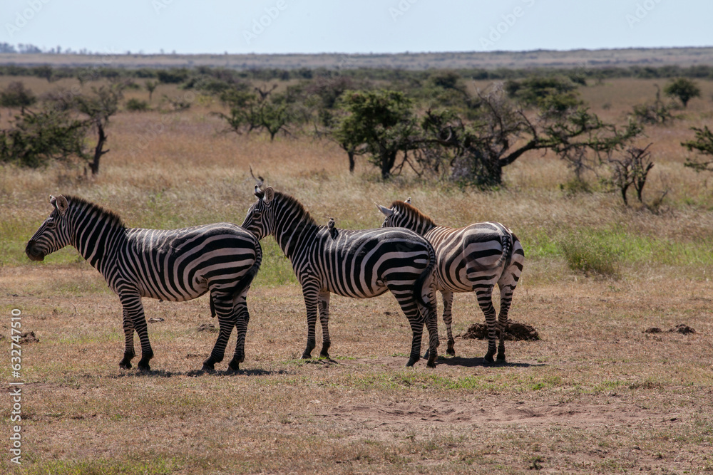 Obraz premium Three zebras in lakipia Plateau