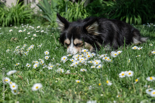 schwarzer kleiner Hund schnuppert in Blumenwiese