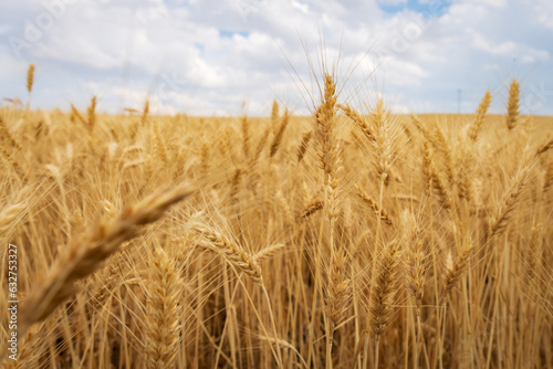 wheat field in idaho