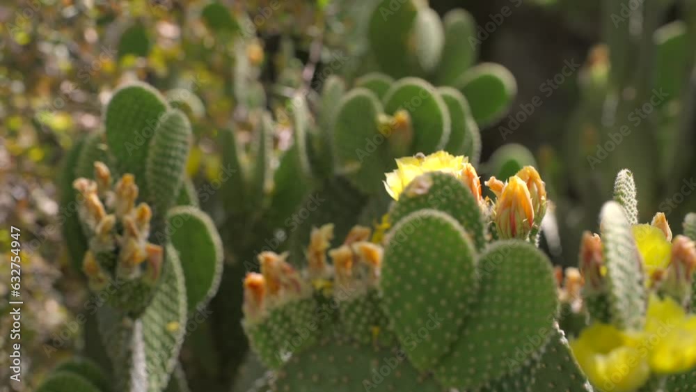 This panning video shows a scenic cactus garden full of gorgeous blooming cacti plants. This panning video shows a scenic cactus garden full of gorgeous blooming cacti plants.