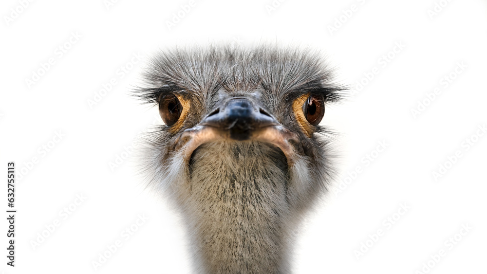 Naklejka premium A Portrait of the Common Ostrich ( Struthio Camelus )