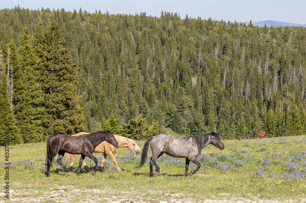 Wild Horses in the Pryor Mountains Montana in Summer Wild Horses in the Pryor Mountains Montana in Summer