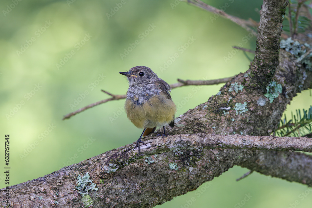 Fototapeta premium 木の枝にとまるジョウビタキの幼鳥