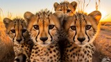 a group of young small teenage cheetahs wild big cats curiously looking straight into the camera, golden hour photo, ultra wide angle lens.