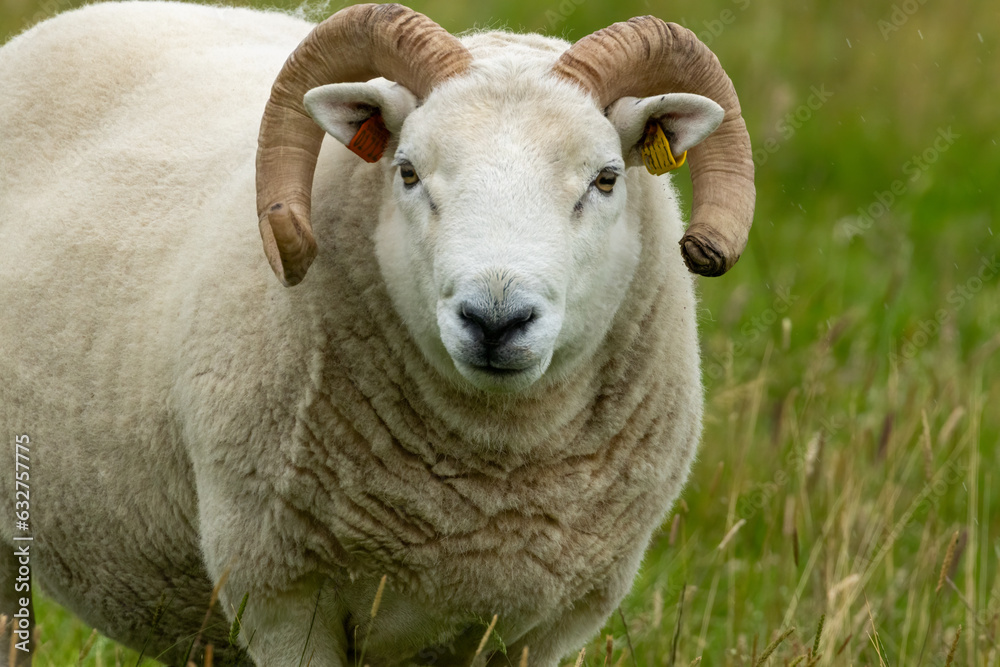 sheep in the field sheep in the field