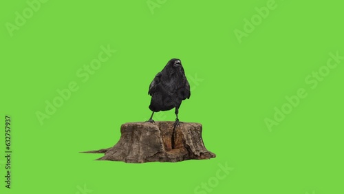 Raven on a tree stump green screen