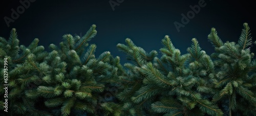 Evergreen fir branches symbolizing the holiday season.
