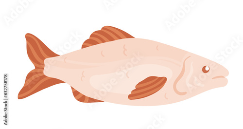 Whole salmon fish. Raw red fish fillet, healthy seafood menu, water fauna vector illustration