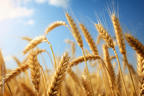 Close up of golden wheat field under blue sky.
