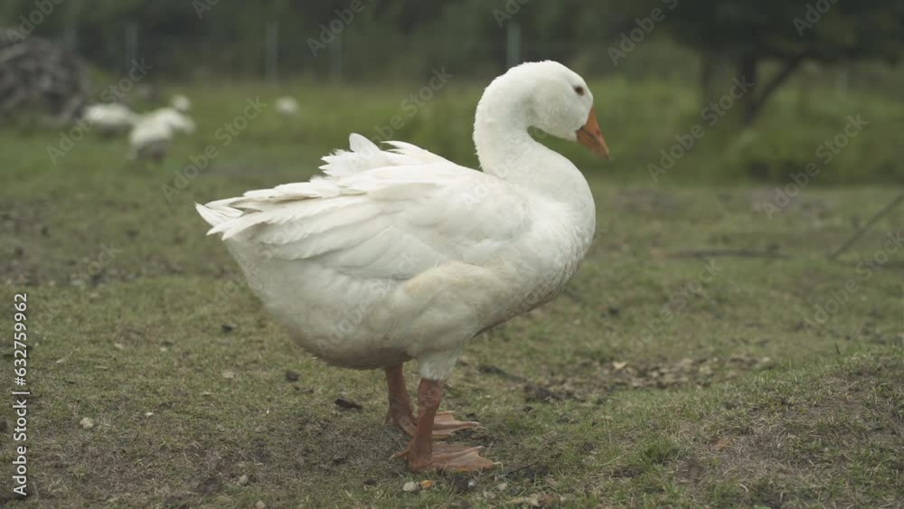 Young goose cleaning feathers while standing on the green lawn of poultry farm. Young goose cleaning feathers while standing on the green lawn of poultry farm.