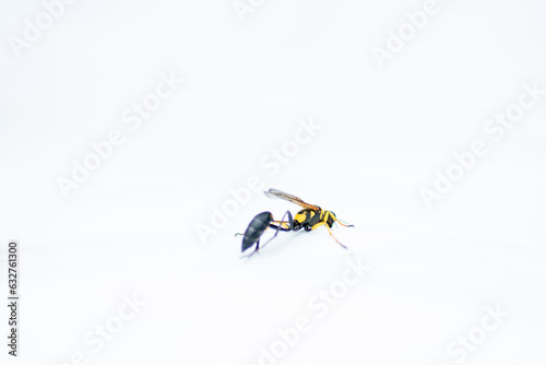Close up of a potter wasp against white background