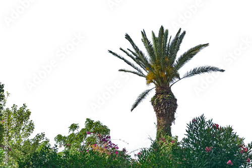 palma © Krystian
