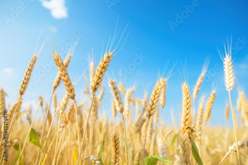 Close up of golden wheat field under blue sky.