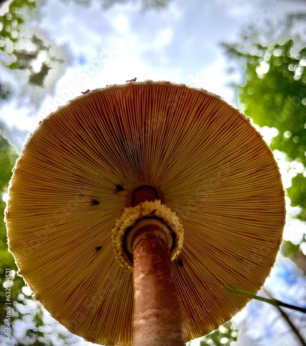 mushroom in the forest  Amanita crocea  close up