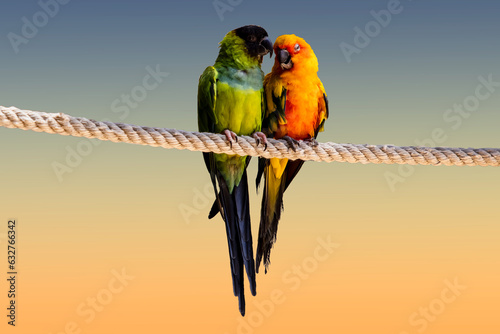 Obraz papugi