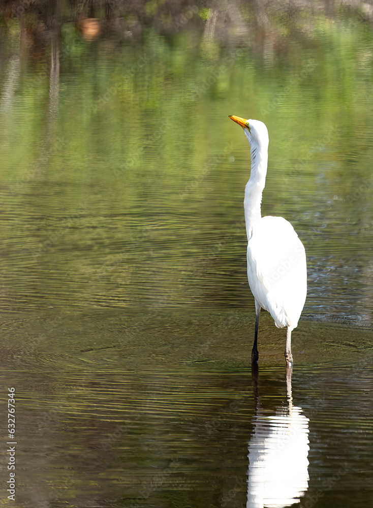 Obraz premium White egret